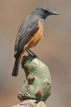 Image of Rock thrush