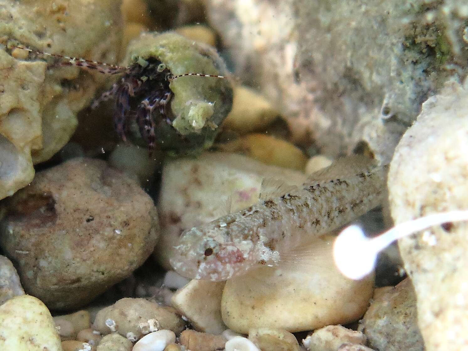 Image of Large-headed goby