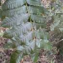 صورة Dysoxylum mollissimum Bl.