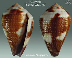 Sivun Conus coffeae Gmelin 1791 kuva