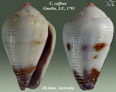 Sivun Conus coffeae Gmelin 1791 kuva