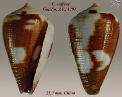 Sivun Conus coffeae Gmelin 1791 kuva