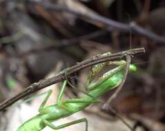 Image of Polyspilota comorana Giglio-Tos 1911