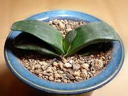 Image of Gasteria nitida var. armstrongii (Schönland) van Jaarsv.