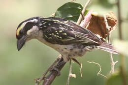 Image of Red-fronted Barbet