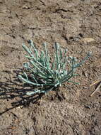 Image of Tecticornia australasica (Moq.) Paul G. Wilson