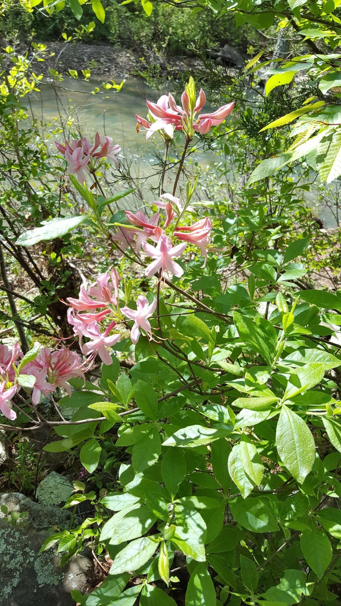 Image de Rhododendron prinophyllum (Small) Millais