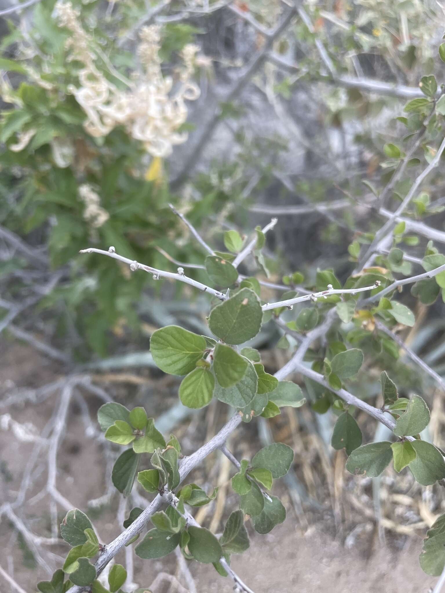 Plancia ëd Colubrina californica I. M. Johnst.