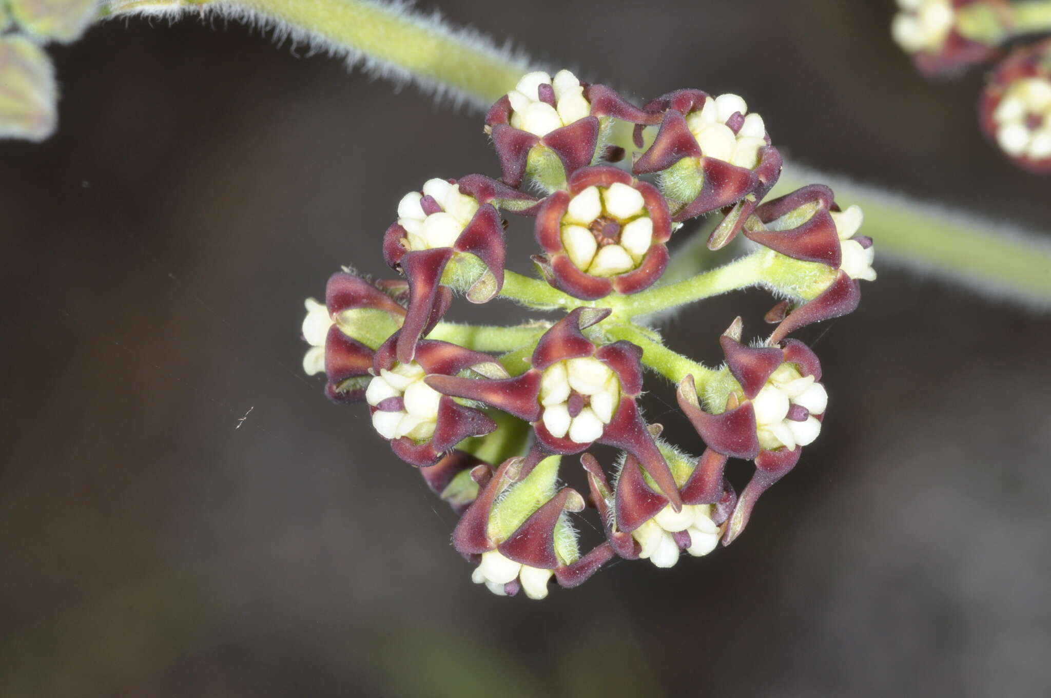 Image of Oxypetalum arnottianum Buek ex Fourn.