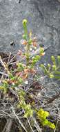 Image of Erica oblongiflora Benth.