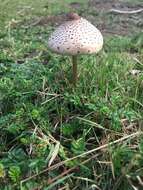 Image of Macrolepiota clelandii Grgur. 1997