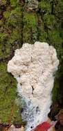 Image of Brefeldia