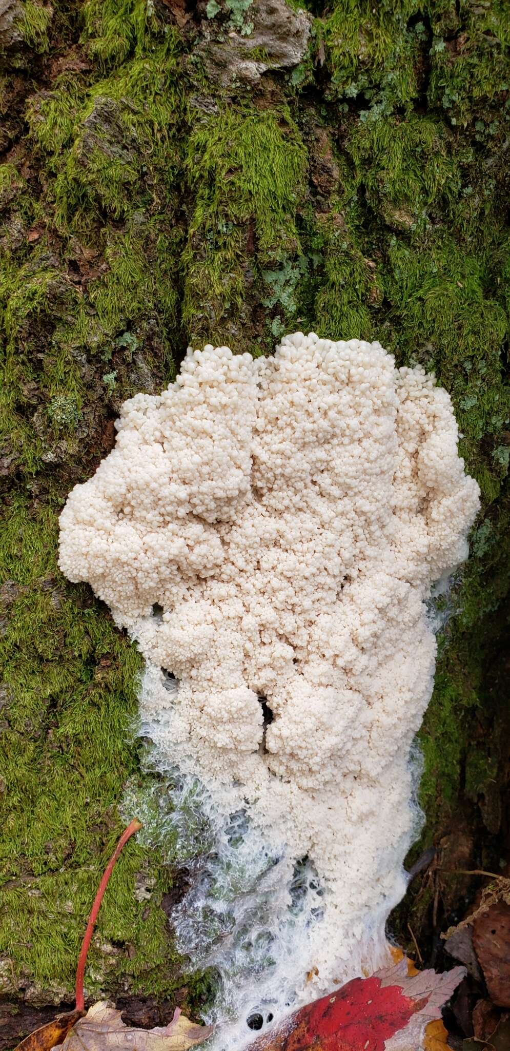 Image of Brefeldia