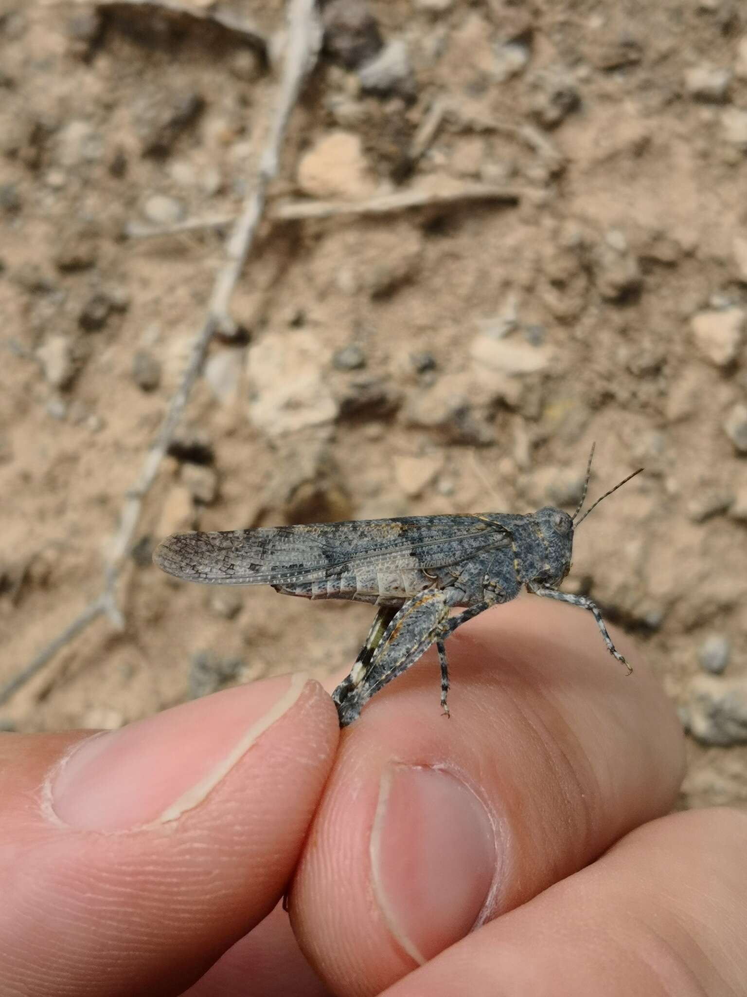 Sivun Sphingonotus (Sphingonotus) guanchus (Johnsen 1985) kuva