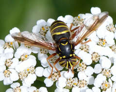 Image of Spilomyia diophthalma (Linnaeus 1758)