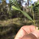 Image of Acacia neriifolia A. Cunn. ex Benth.
