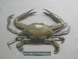 Image of Pacific blue swimming crab