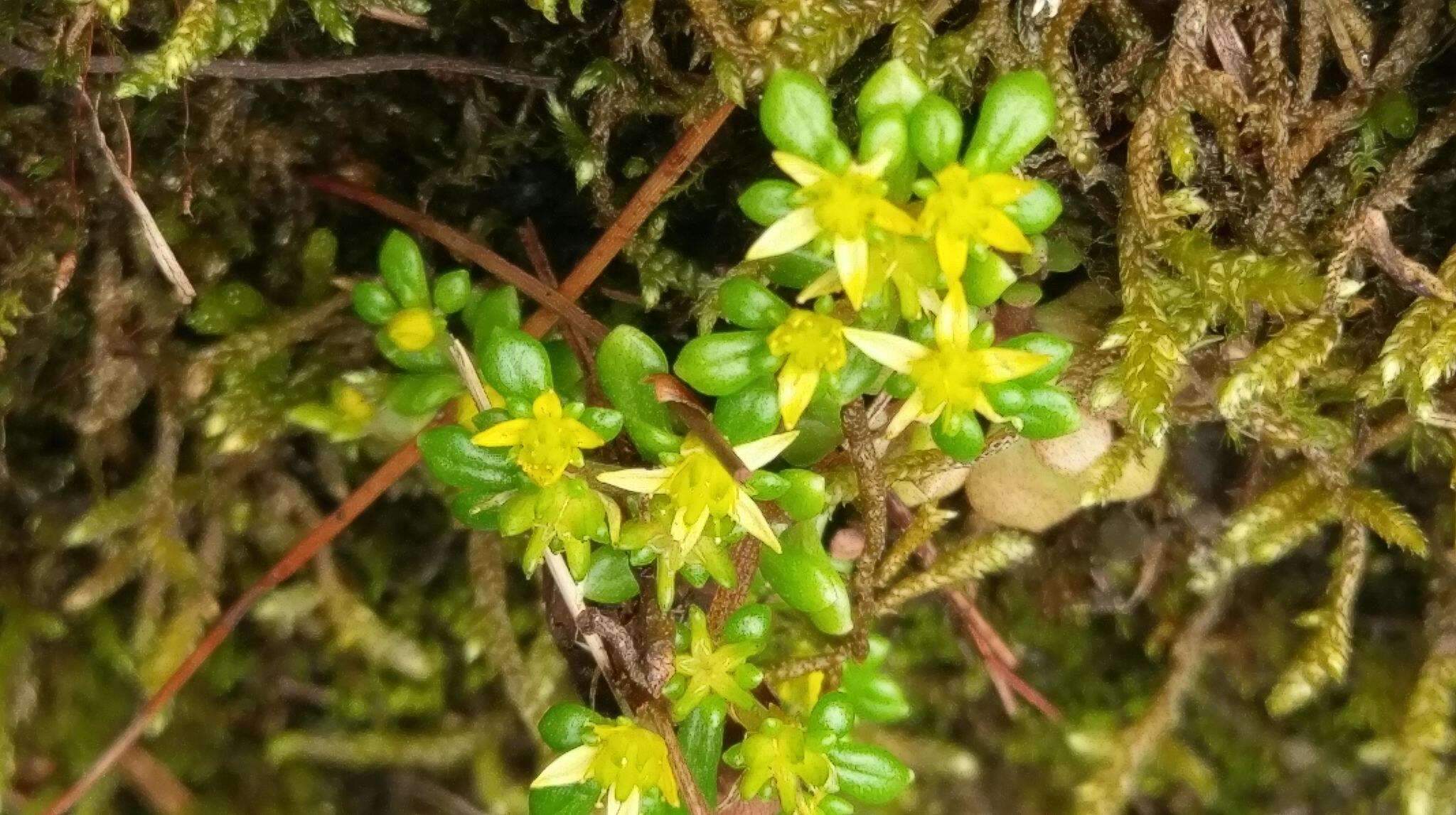 Image of Sedum actinocarpum Yamam.