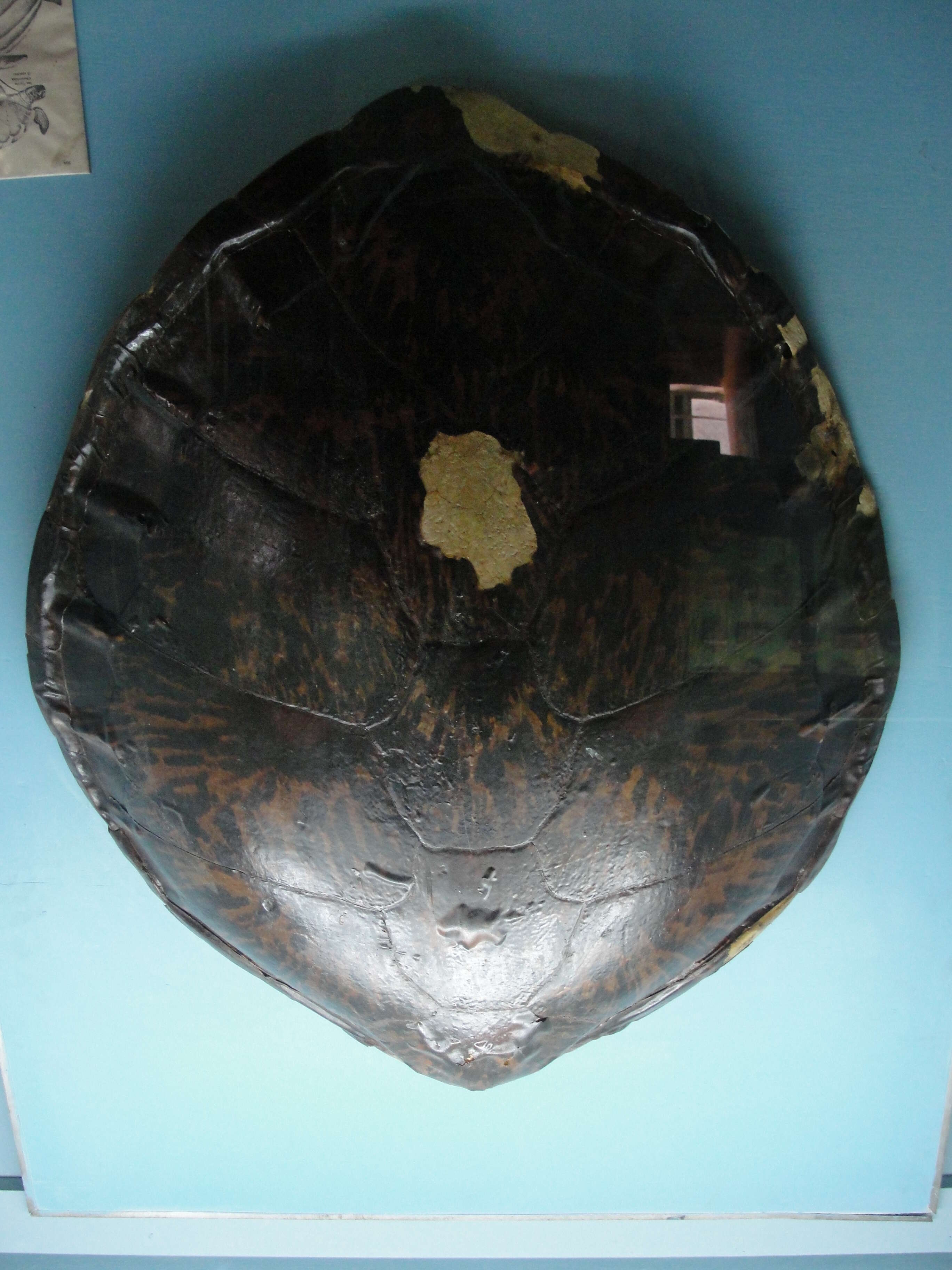 Image of Caretta