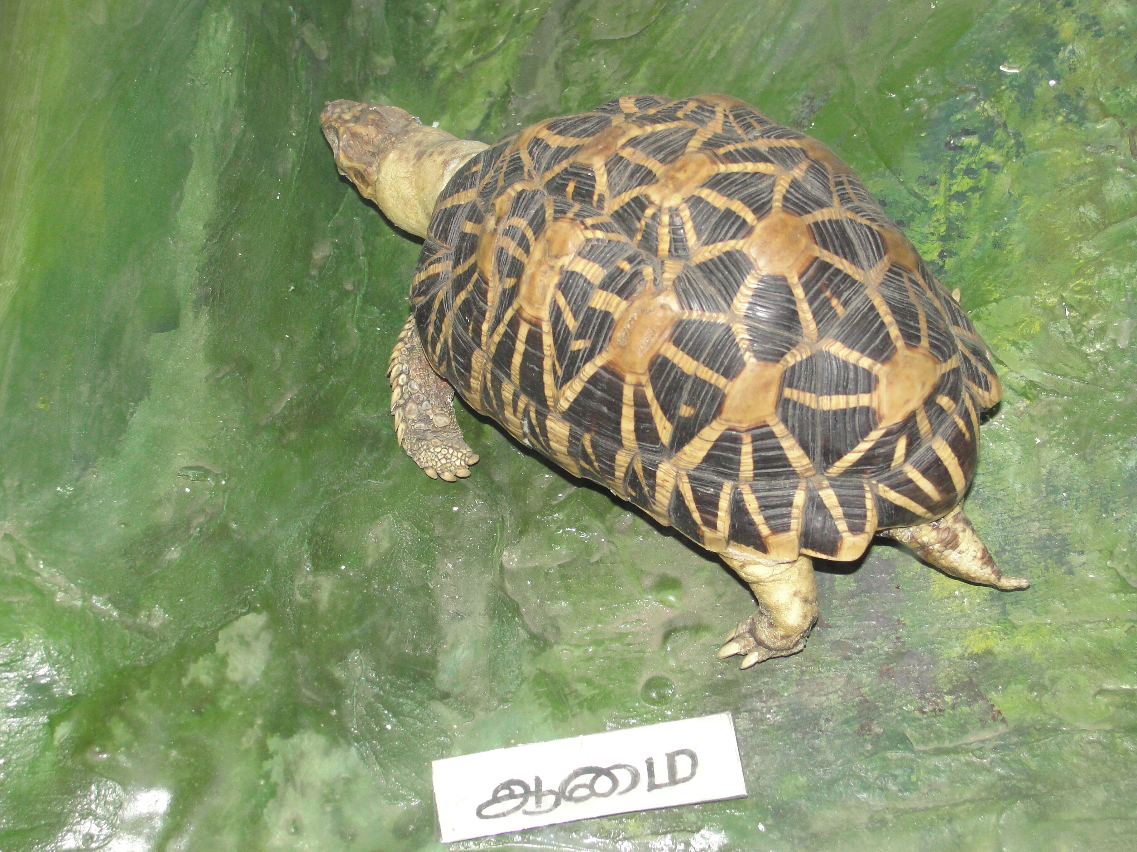 Image of Typical Tortoises