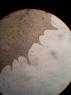 Image of Plagiochila colensoi Hook. fil. & Taylor