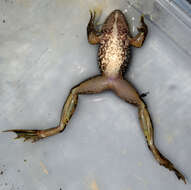 Image of Iberian Frog