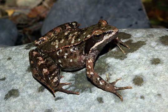 Image of Iberian Frog