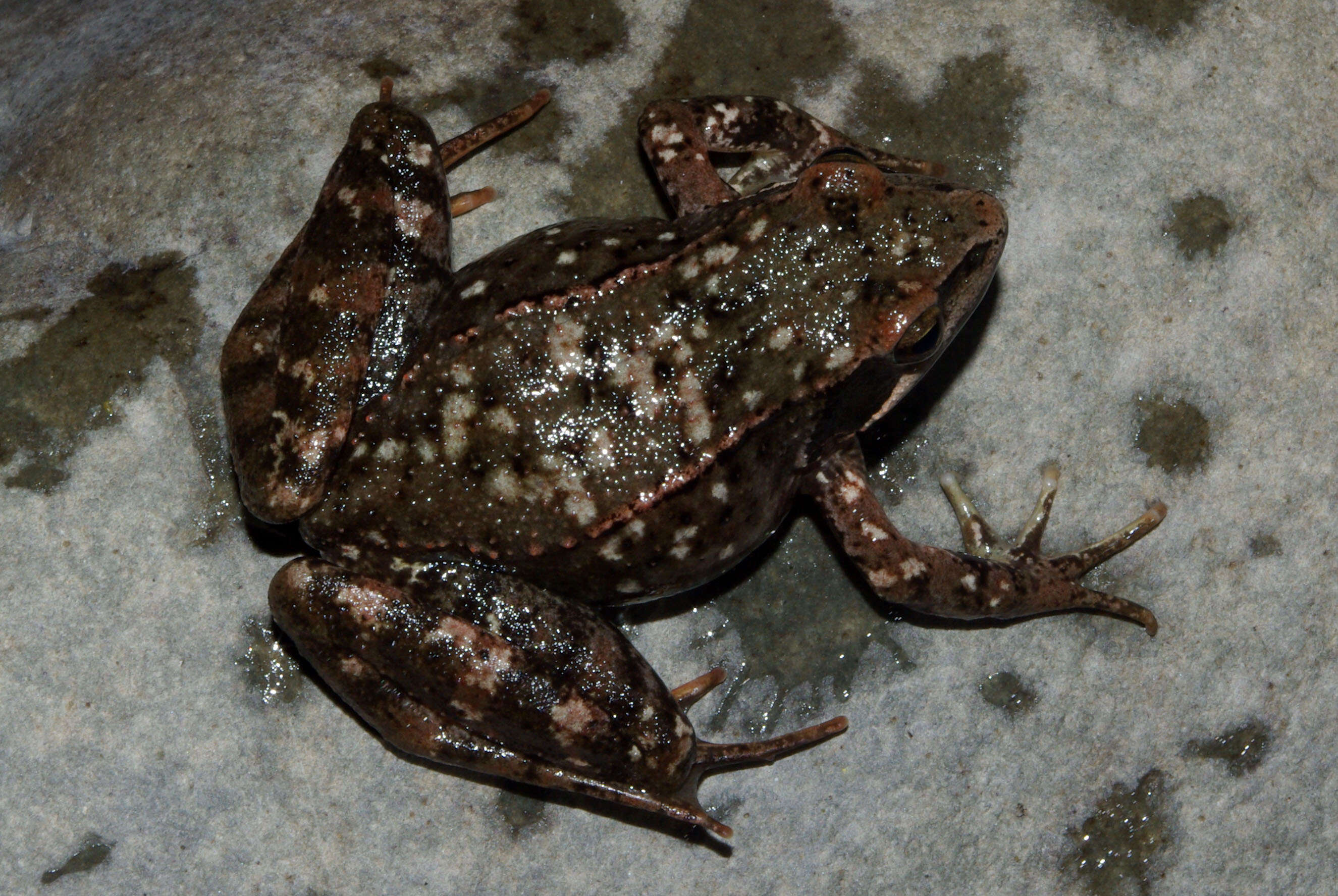 Image of Iberian Frog