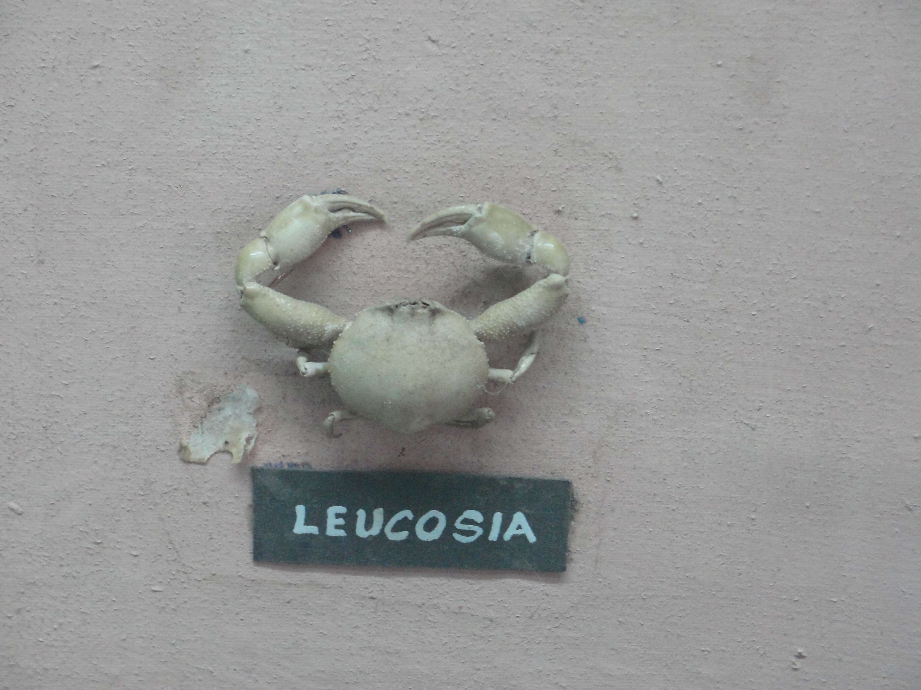 Image of Leucosia