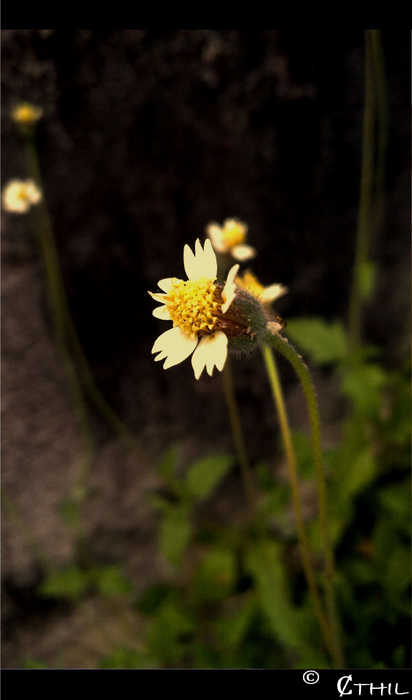 Image de Tridax procumbens L.