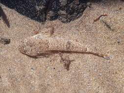 Image of Common Dragonet