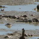 Image of Blue-spotted mud-hopper