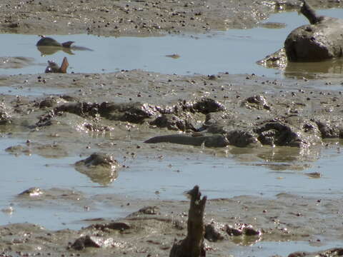 Image of Blue-spotted mud-hopper