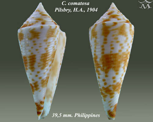 Image of Conasprella comatosa (Pilsbry 1904)