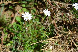 صورة Cerastium soleirolii Duby