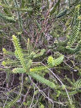 Image of dotted melaleuca