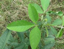 Image of Crotalaria pallida var. pallida