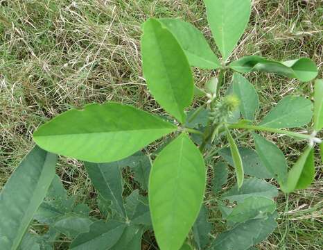 صورة Crotalaria pallida var. pallida