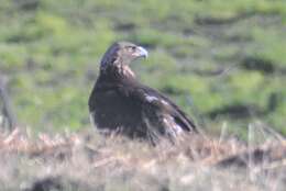 Image of Aquila chrysaetos canadensis (Linnaeus 1758)