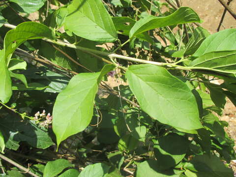 Image of Fridericia floribunda (Kunth) L. G. Lohmann