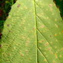 Image of Rust fungus