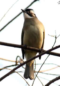 Image of Light-vented Bulbul