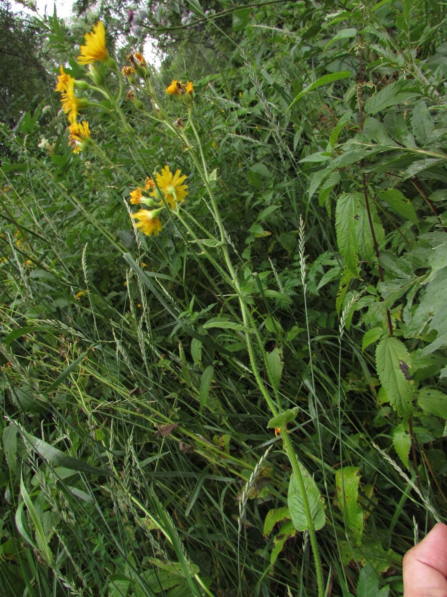 Image of Crepis lyrata (L.) Froel.