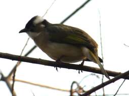 Image of Light-vented Bulbul