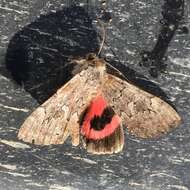 Image of Pink Underwing