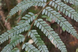 Image de Polystichum biaristatum (Bl.) Moore