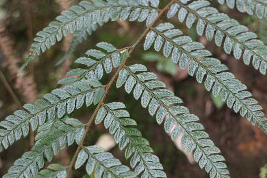 Plancia ëd Polystichum biaristatum (Bl.) Moore