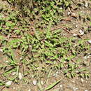 Sivun Euphorbia vermiculata Raf. kuva