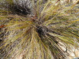 Tetraria ustulata (L.) C. B. Clarke的圖片