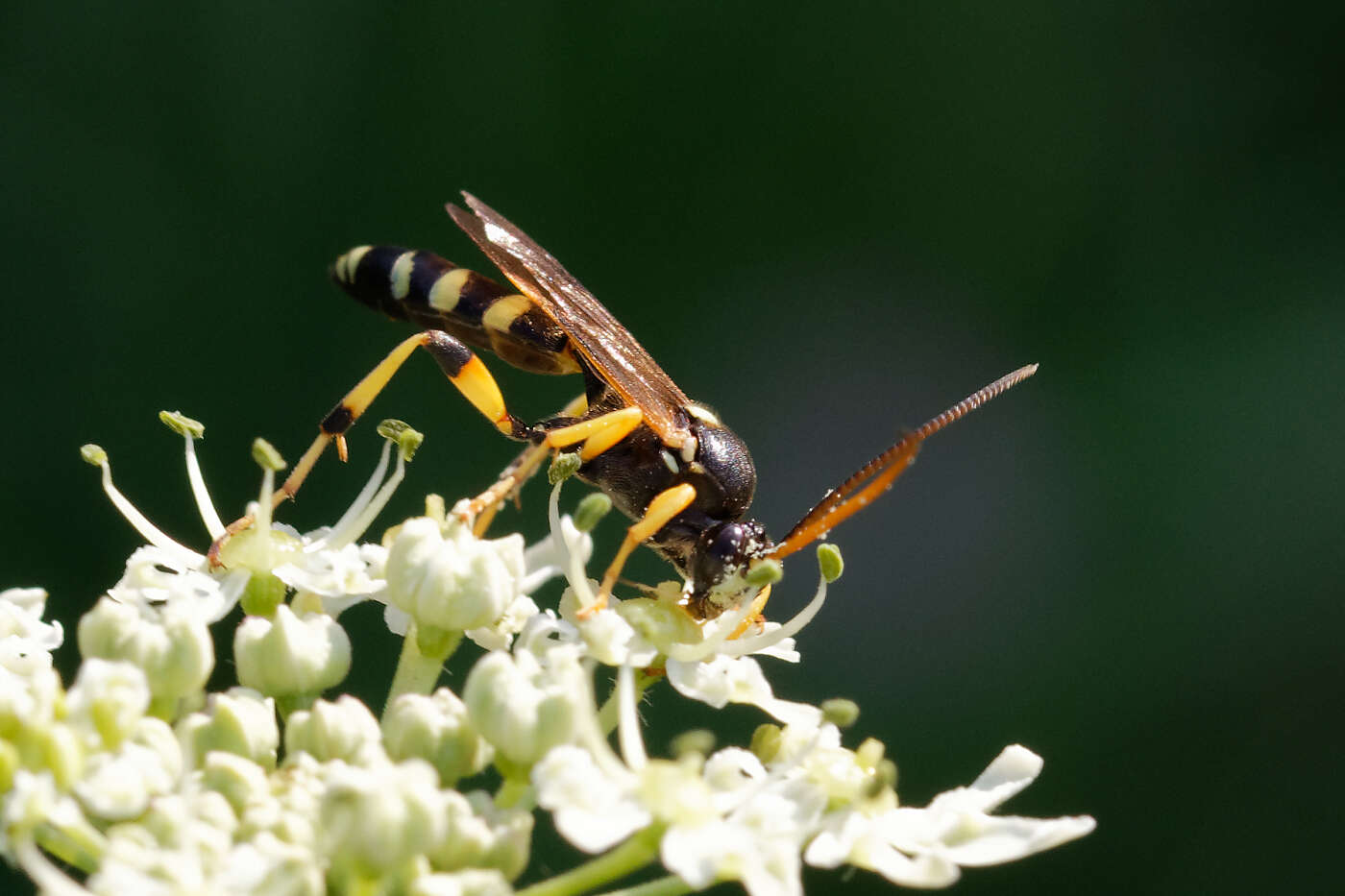 Image of Ichneumon sarcitorius Linnaeus 1758